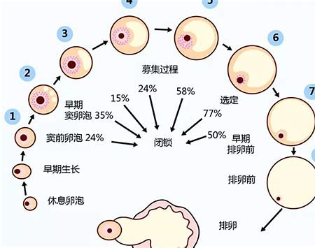 卵泡各个阶段生长速度参照表 卵泡发育不正常怎么办