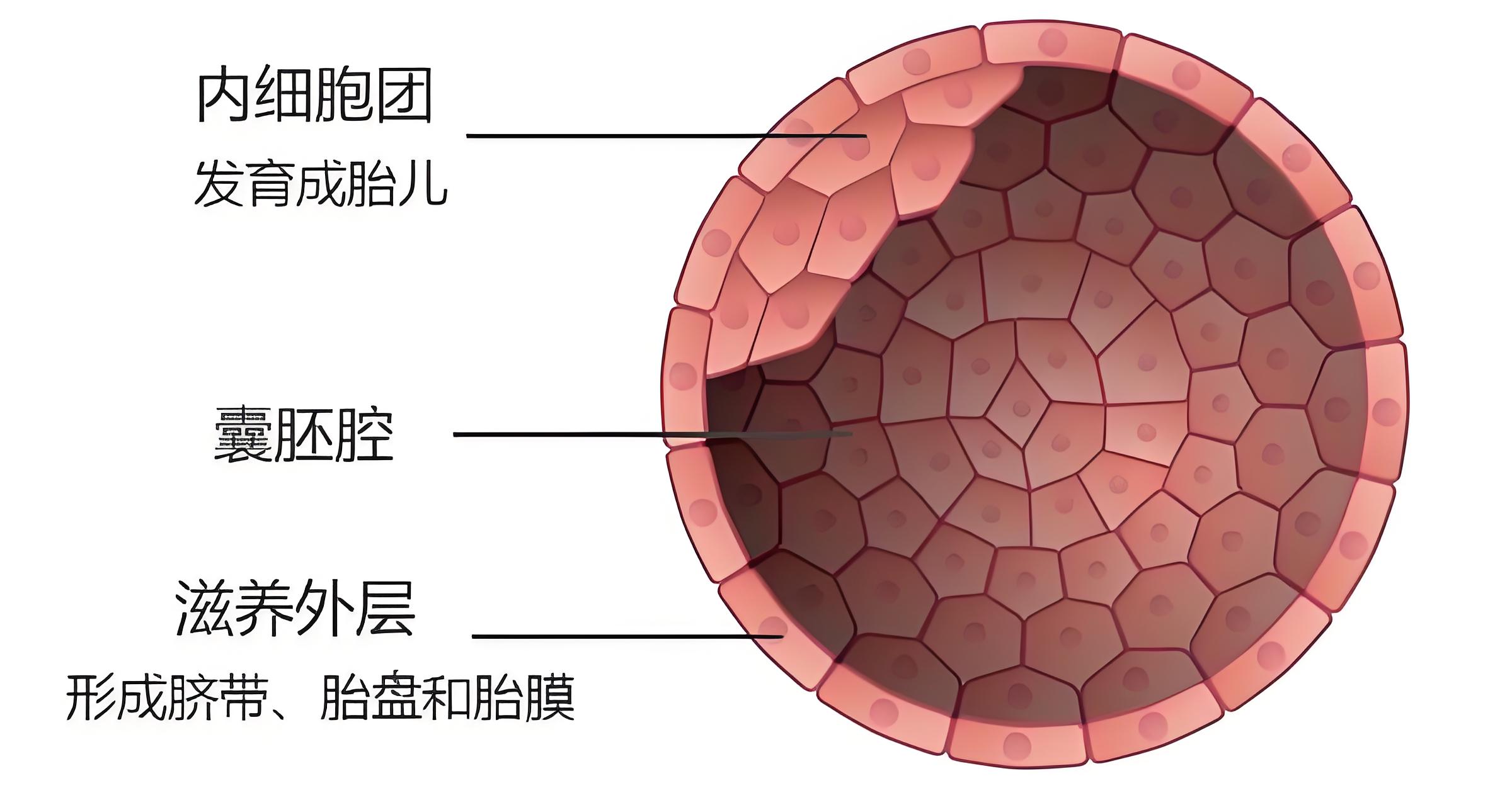 囊胚